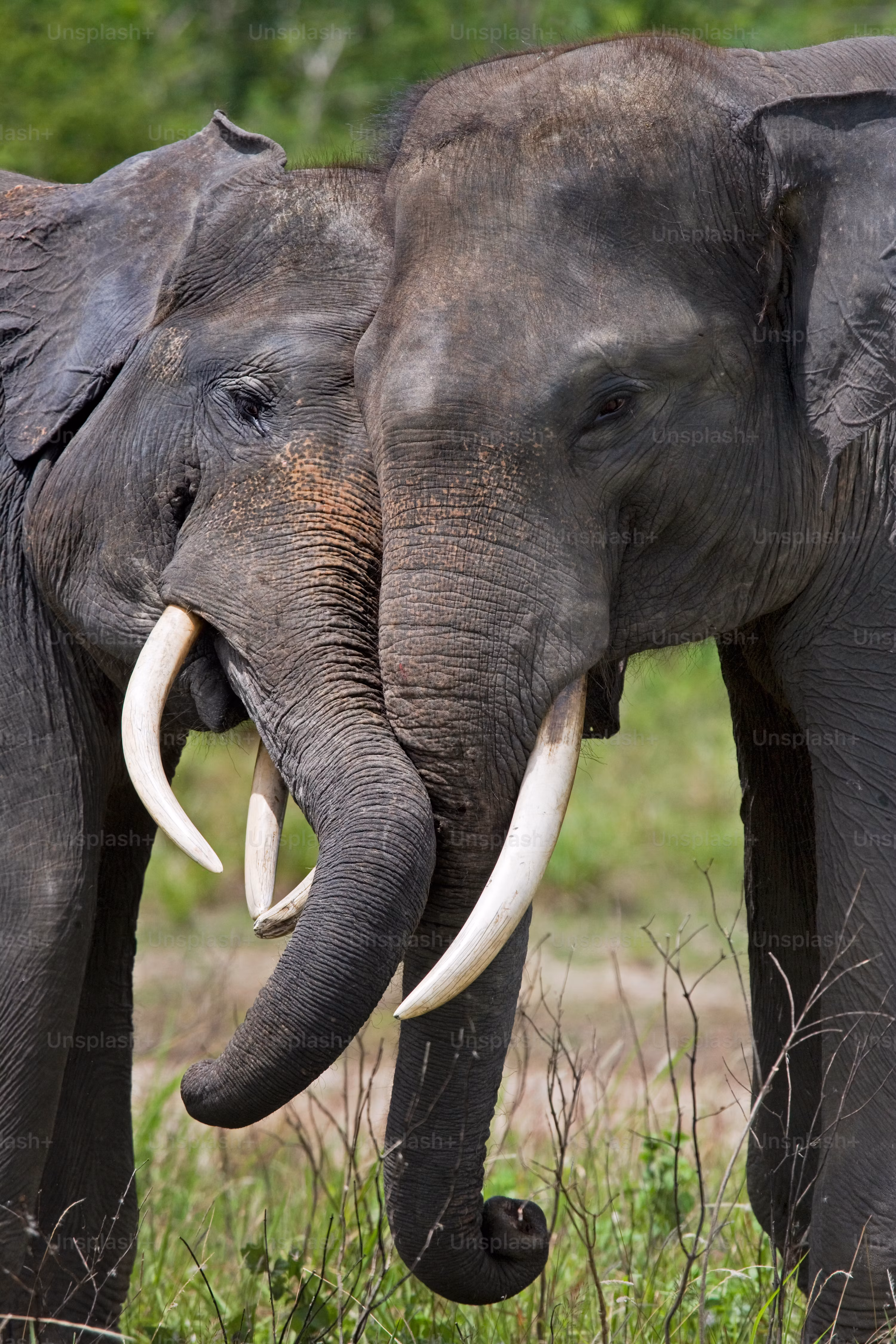 Elephants on safari