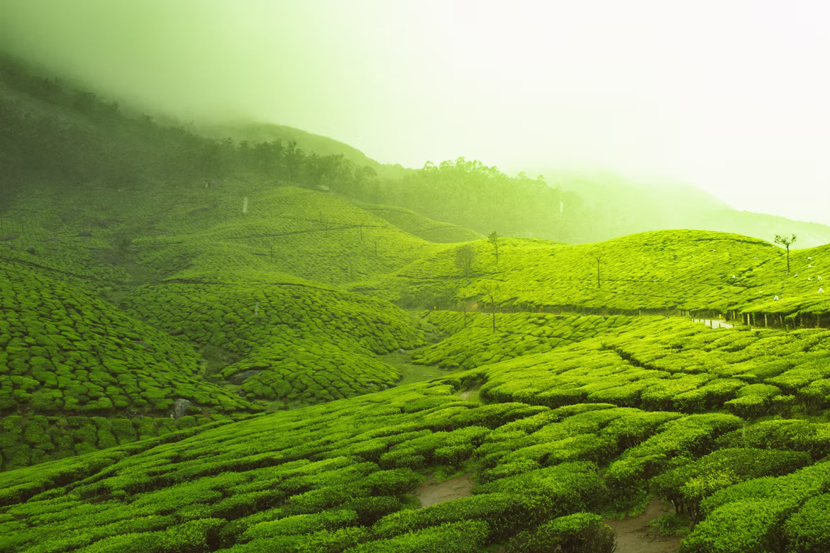 Misty tea highlands