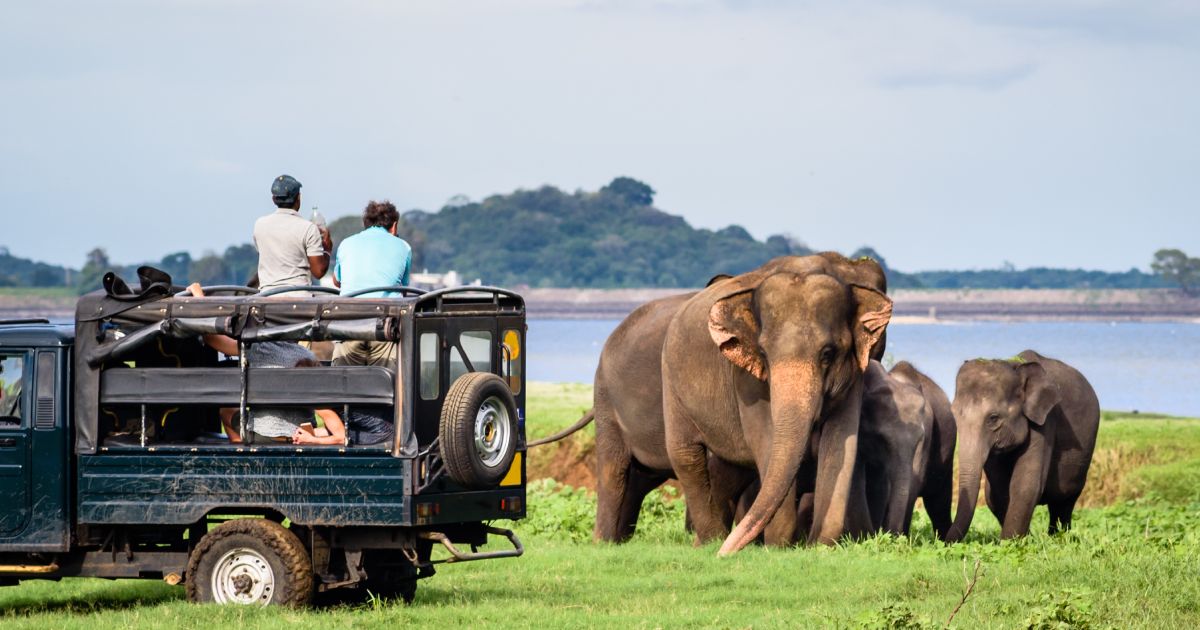 Safari and national parks