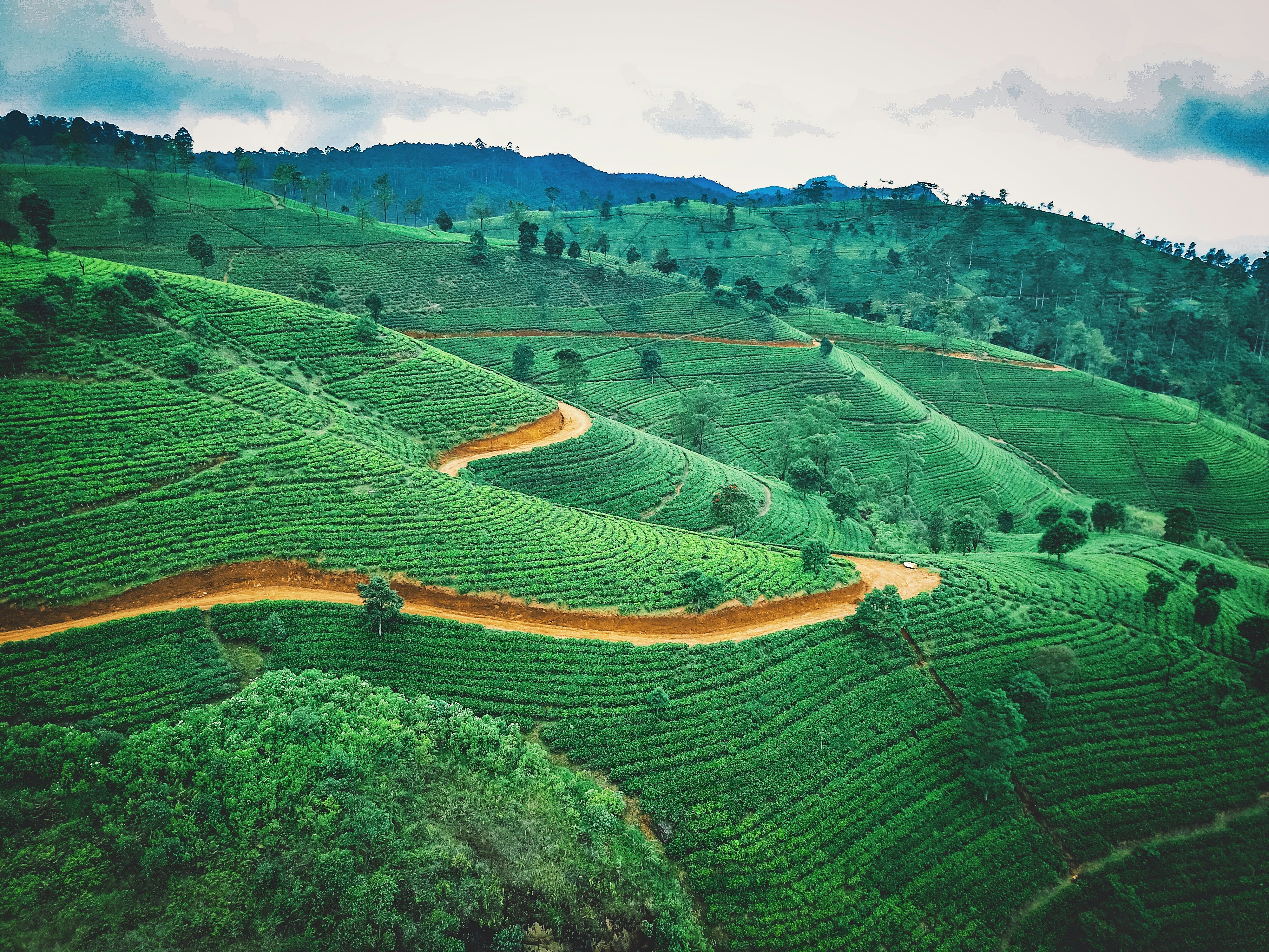 Misty tea highlands