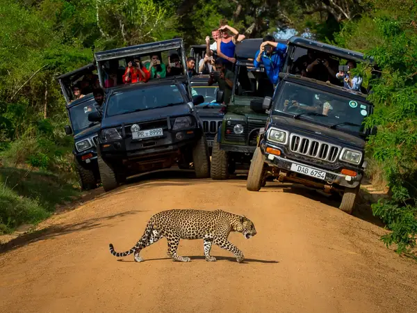 Wildlife safari